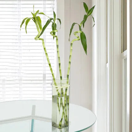 3 Spiral Stick Lucky Bamboo