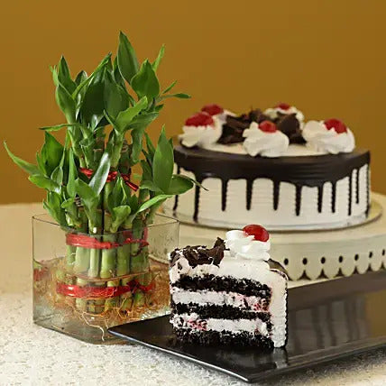 Blackforest Cake With Two Layer Bamboo