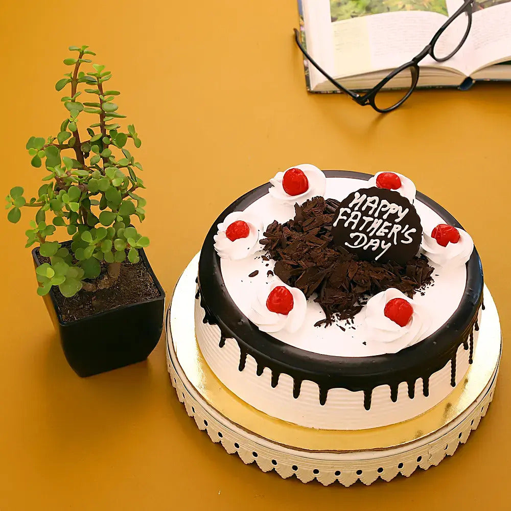 Jade Plant Black Forest Cake Combo