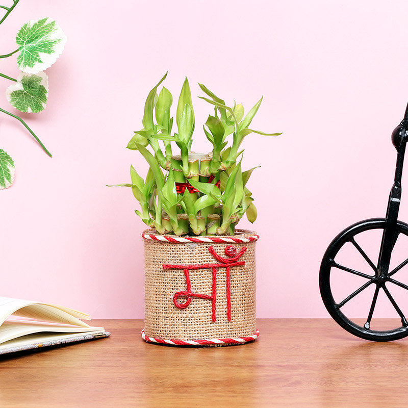 2 Layer Prosperous Bamboo