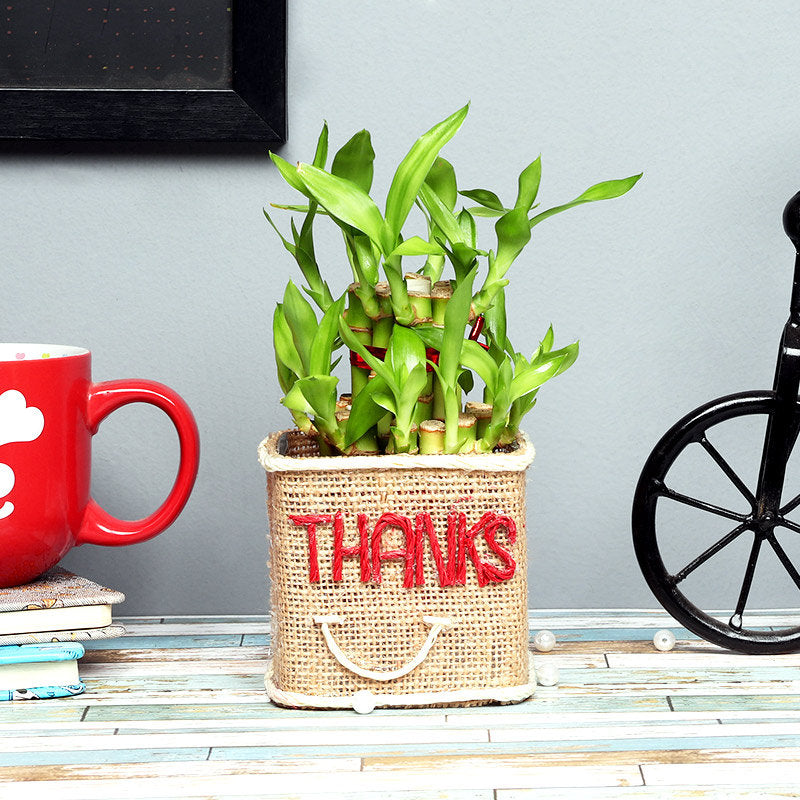 2 Layer Lucky Bamboo Stalks