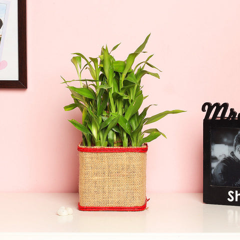 2 Layer Lucky Bamboo Plant