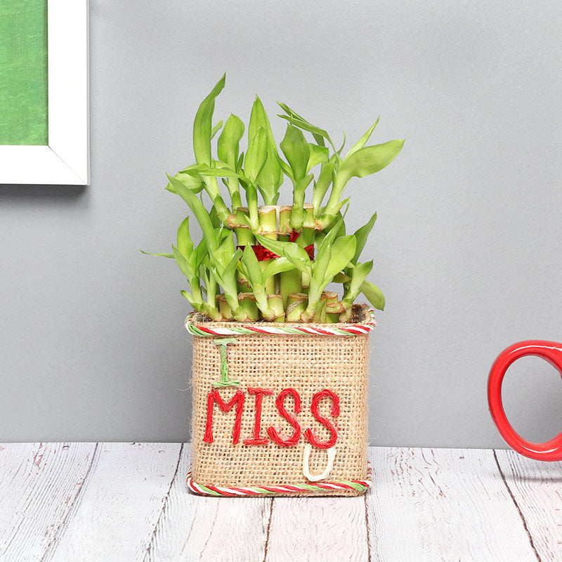 2 Layer Evergreen Bamboo